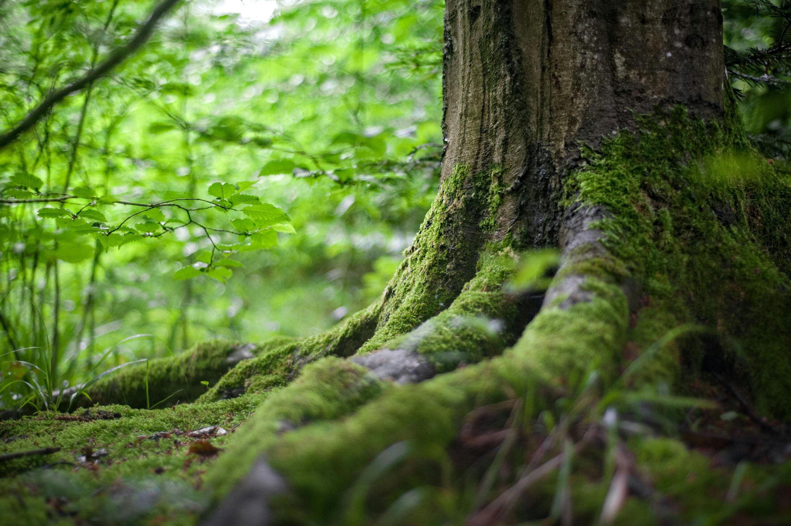 Baum im Wald